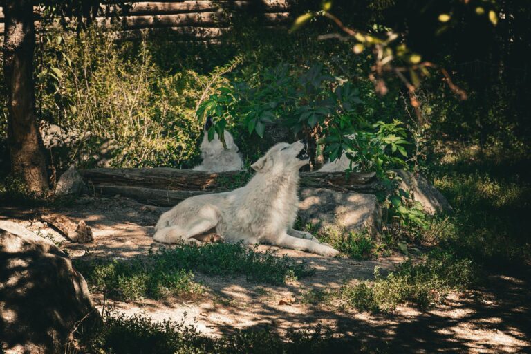 Spirit Animal Quiz – What is your spirit animal ? – Fauna
