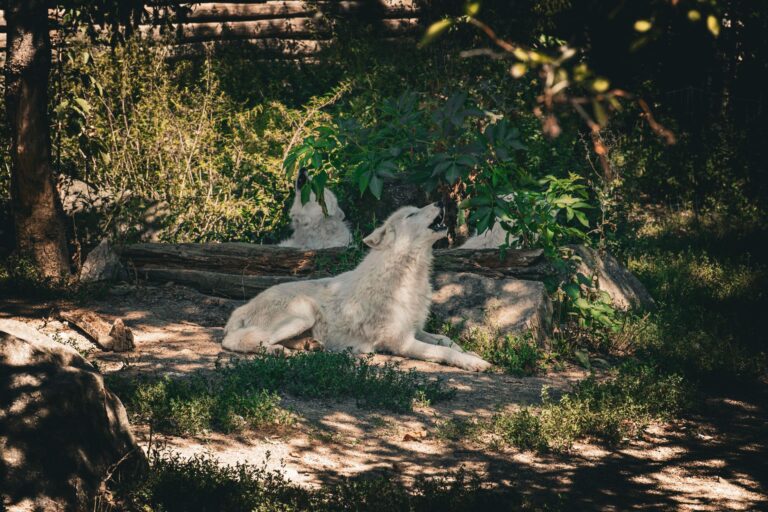 Spirit Animal Quiz – What is your spirit animal ? – Fauna