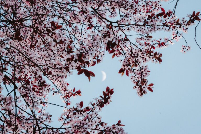 Spring Equinox Moon Rituals: Balance Your Energy During Ostara Season